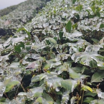 Countermeasures for Low Temperature and Freezing Damage in Guizhou-s Spring Tea Gardens