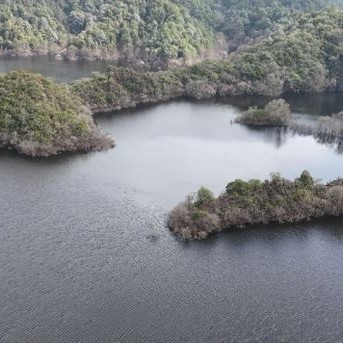 Exploring the Ancient Tea Mountains of Gengma, Unveiling the Secrets of Ancient Tea Trees