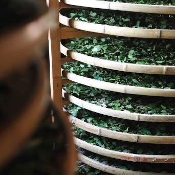What is Tea Fermentation?