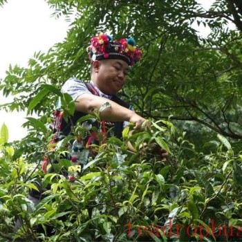 The Processing and Production of Hani Tea