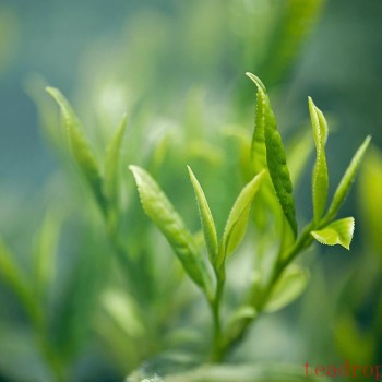 What Does Ming-Qian Tea Mean? How Much Do You Know About the First Sip of Spring Tea?