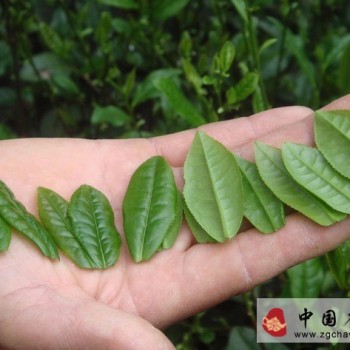 Anhui Famous Tea: Lu'an Melon Seed Tea