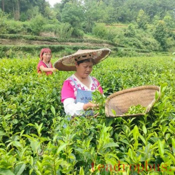 Longtang Town: Large-Scale Tea Processing Boosts Confidence in Industry Development