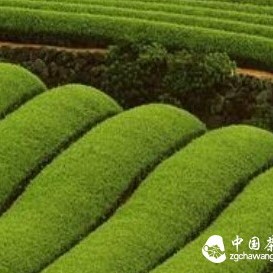 Learn About Autumn Tea