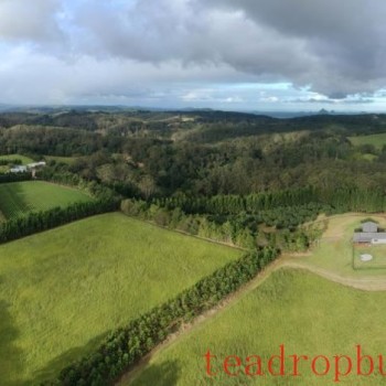 What's Steeping in Australia? Part 2