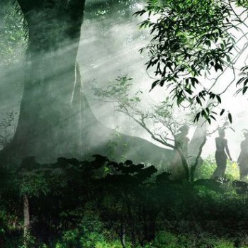 Jingmai Mountain Ancient Tea Forest: Inscribed on the World Heritage List! The World Heritage of "Tea"
