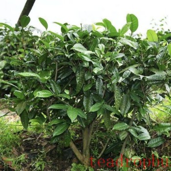 Is Fertilizer Reduction in Tea Gardens Mean No Fertilization? Common Misunderstandings About Fertilizer Reduction in Tea Gardens