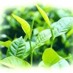 Precautions for Picking Huangshan Maofeng Tea