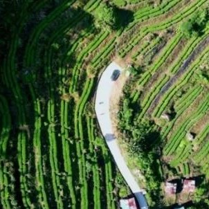 Kabu Village, Motuo County, Tibet: The Tea Forest Stands Verdant and Aromas Fill the Air