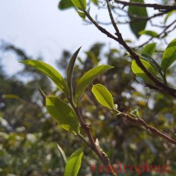 Hua Zhu Liangzi Belongs to Which Tea Region