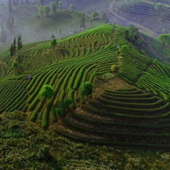 Tasting the Lingering Tea Aroma in Longlong Village, Yixiang Town, Simao District