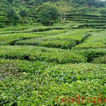 Jingdong County Plays the ‘Eco-Card- in Tea Industry to Pave a Path for Farmers- Income Growth and Prosperity