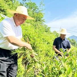 Zhaowan Township: Brothers Lead Neighboring Villages to Develop Tea Industry for Revitalization Through Collective Efforts