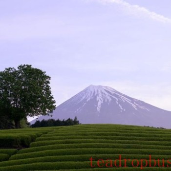 Matcha Mania Part 1: A Tsunami in Search of Umami