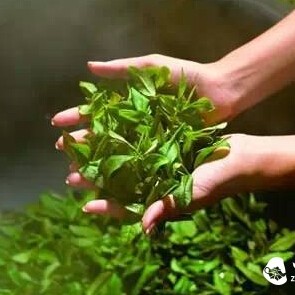 One Orange and Two Cups of Green Tea: Boost Your Strength as Much as You Want