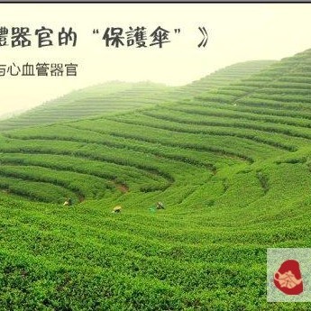 Tea, the "Protective Umbrella" of Human Organs