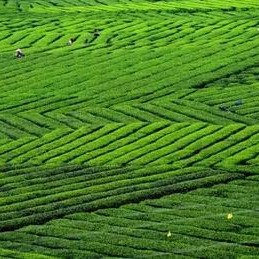 You ask me why I drink tea every day?