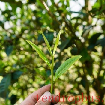 Characteristics of the Wanggong Ancient Tree Tea