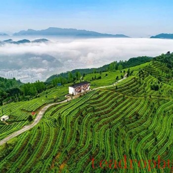 # Du Yun: Capitalizing on Tea to Boost the Dy Maojian Brand