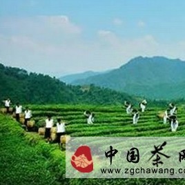 The Increasingly Perfect Anhua Dark Tea