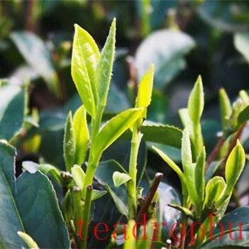 The Key Steps in the Processing of White Tea