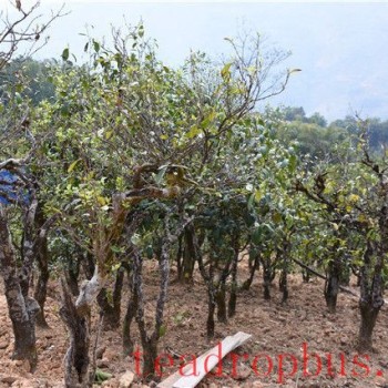 How to Identify Whether Your Tea is Ancient Tree Tea