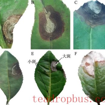Identification and Control of Tea Grey Blight