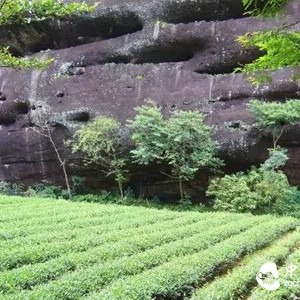 Have You Ever Seen Such Da Hong Pao?