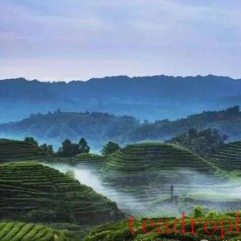 Mengding Ganlu, the Veteran of Teas, a Pioneer of Famous Teas