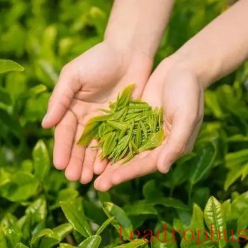 Four Benefits and Three Precautions of Drinking Early Spring Green Tea!