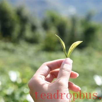 &quot;Pre-Ming Tea&quot; and &quot;Post-Ming Tea&quot;: What are the Differences? Which is Better?