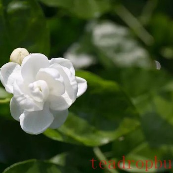 A Lovely Jasmine Flower, Savor Its Beauty, Retain Its Grace