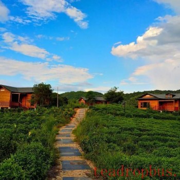 Pingli Town: Pioneering a New Era of High-Quality Development in the Tea Industry