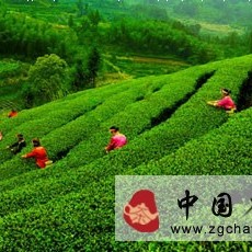 History of Health Tea