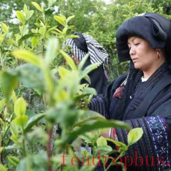 Yongde County-s Yalian Township: Busy with Spring Tea Harvest, Writing the Story of Prosperity Through Tea