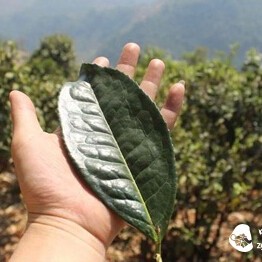 What is Old Leaf Tea?