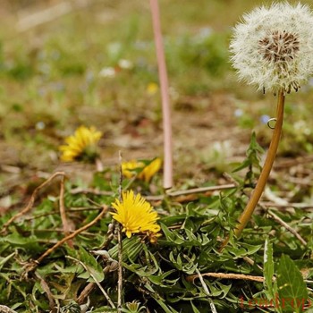Dandelion Tea Benefits and Uses: A Treasure of Natural Remedies
