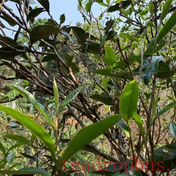 Taste Characteristics of Yiwu Gafengzhai Pu-er Tea