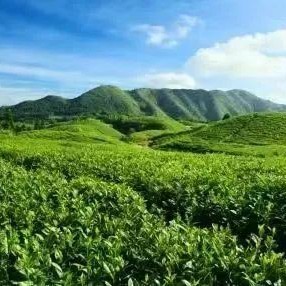 The Influence of the Cultivation Environment on the Aroma of Tea Trees