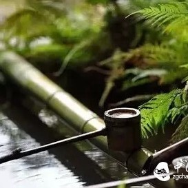 Want to lose weight, should you drink green tea or choose Pu-erh tea?