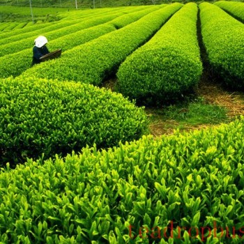 The Antibacterial and Antiviral Effects of Tea