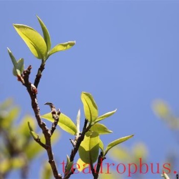 Understanding the Characteristics of the Dangguo Pu-er Tea Flavor