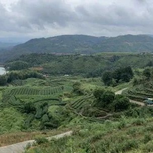 Key Technologies for Processing Sanbei Fragrant Green Tea in Taishun County