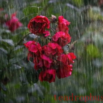 Brewing Tea on a Rainy Day: Tips and Tricks to Remember!