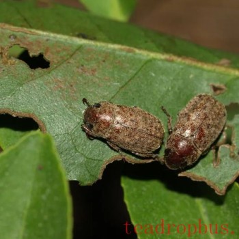 Identification and Control of the Chinese Adoretus Beetle in Tea Gardens