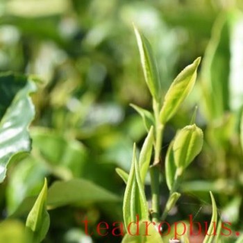 Puer Tea: Why Spring Tea Is More Highly Recommended?