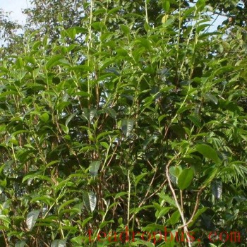 Nanchuan Large-Tree Tea