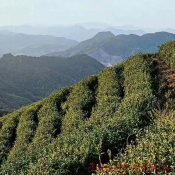 What is Wenshan Baozhong Tea?