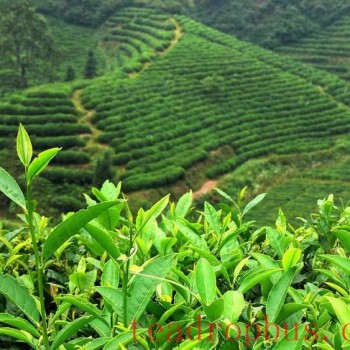 Wu Yi Rock Tea