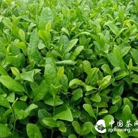 Do you know the most authentic spring tea?